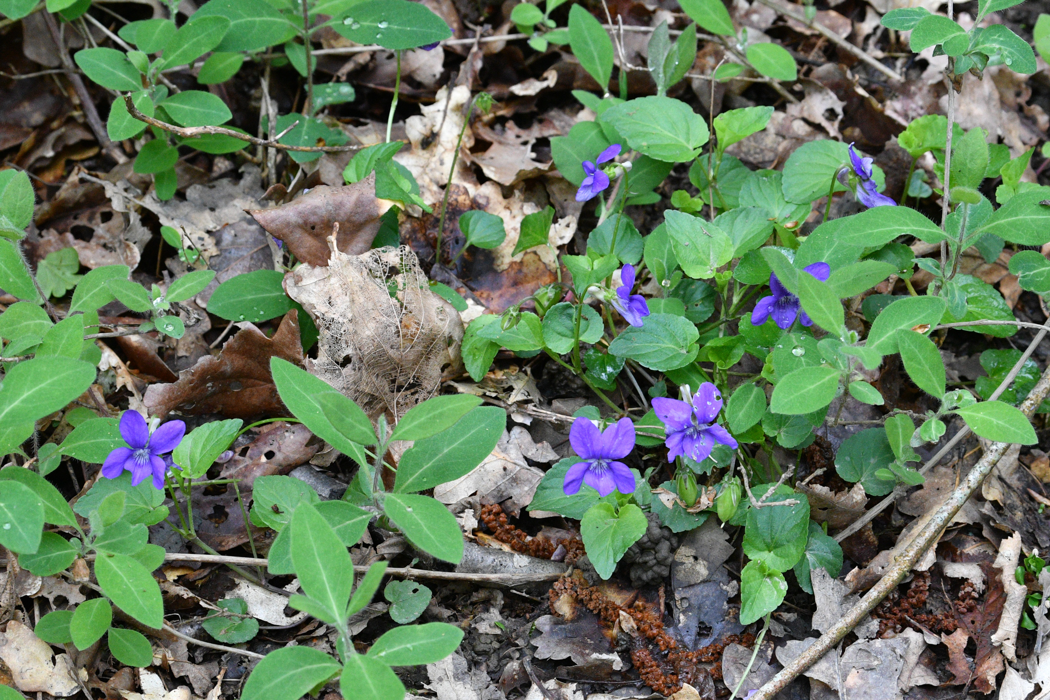 Common dog violets Restoring London's Lost Route to the Sea